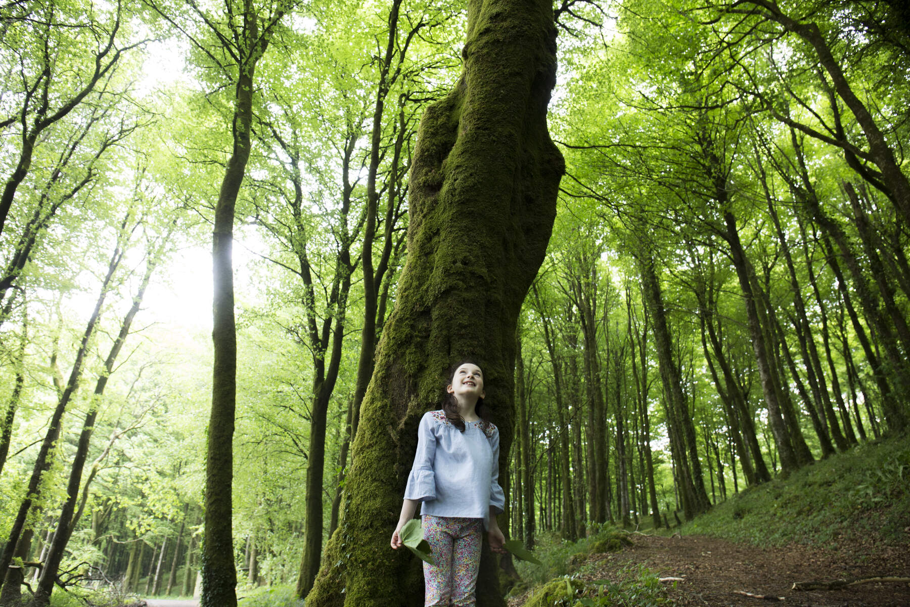 Mullaghmeen Forest Finnea Co Westmeath Web Size 1