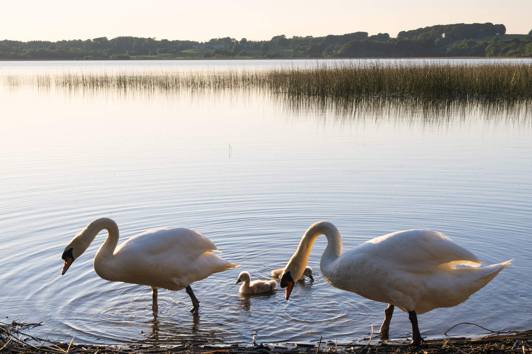 Sunset at Wineport Lodge Athlone Co Westmeath Web Size