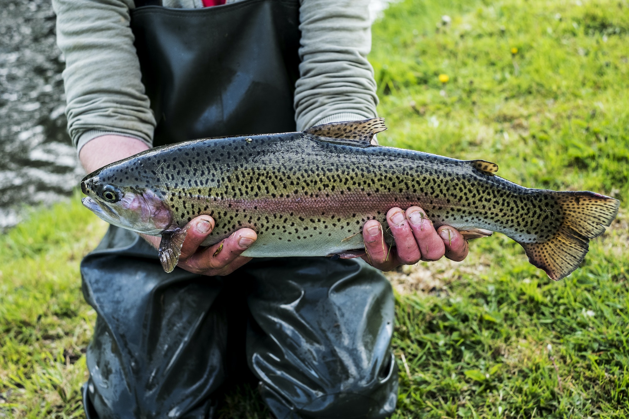 high angle close up of person holding freshly caught trout at a fish farm raising trout